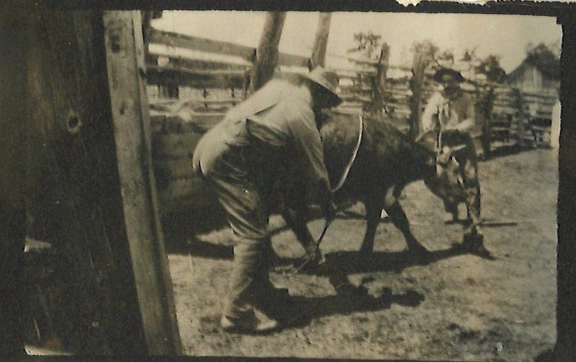 Two men wrestling a calf at branding time in the ranch corral