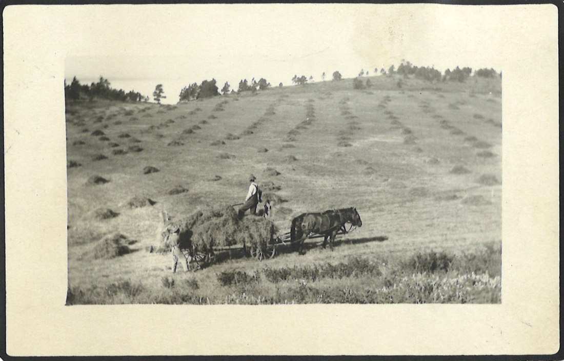 1920 photograph: horse-drawn wagon and workers haying a hillside field of haystacks