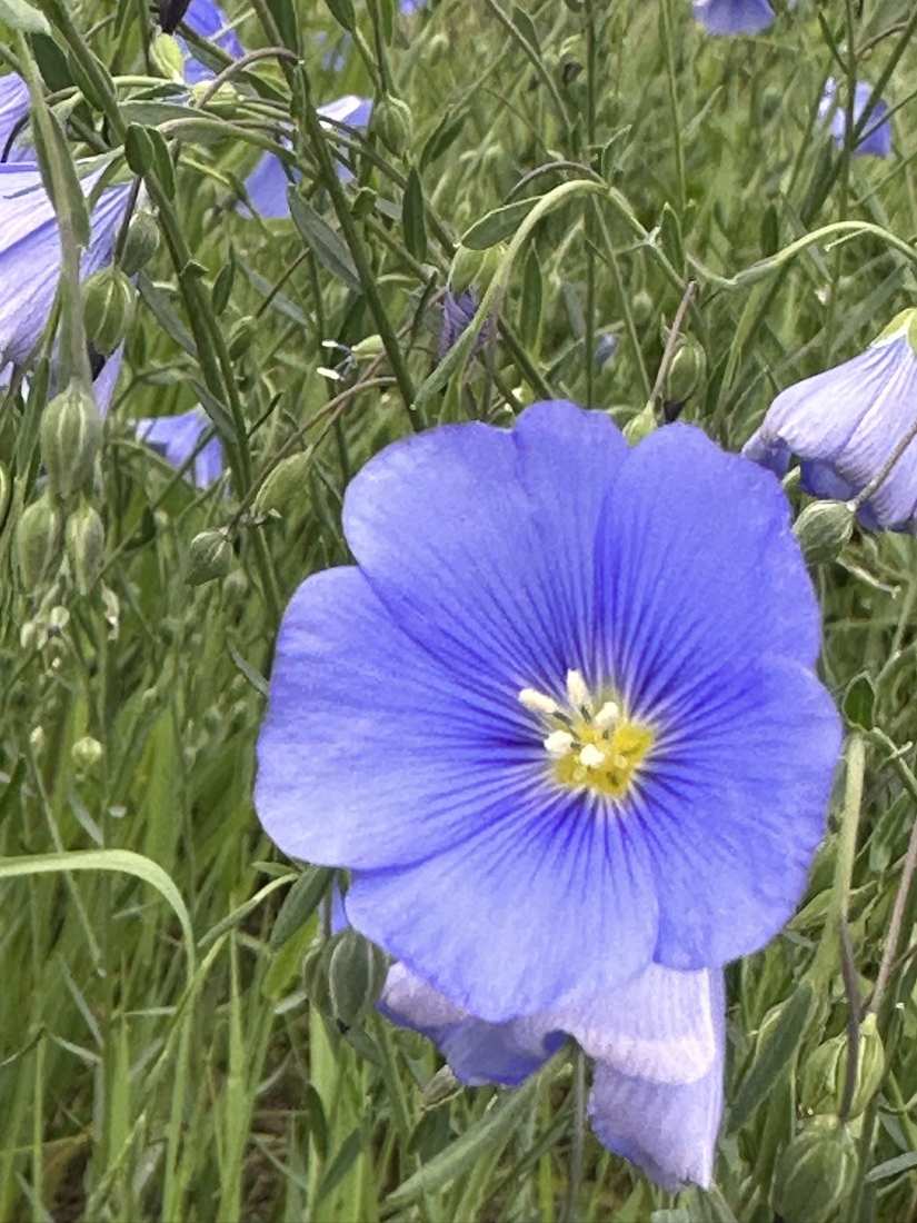 A vivid blue flax flower blooming in the meadow