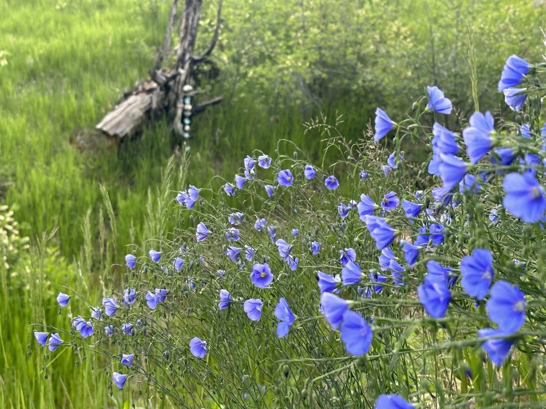 A drift of blue flax with a wind chime on a weathered stump beyond