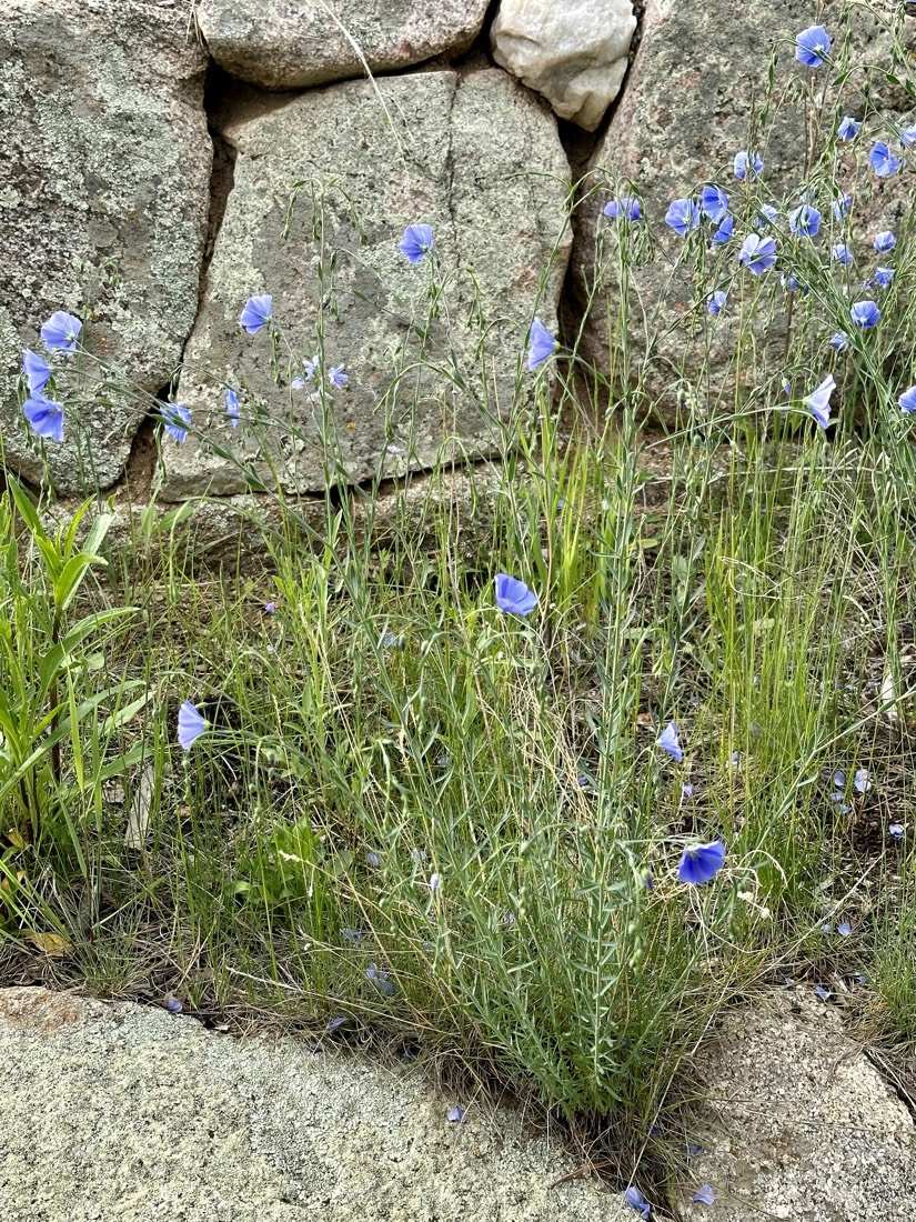Blue flax blooming against the dry-stacked stone wall