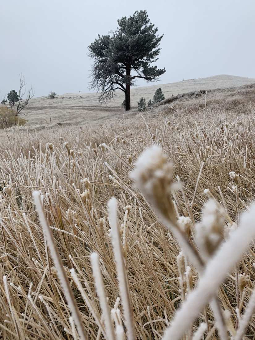 Frosted seedheads in the foreground, a lone pine on the foggy hill