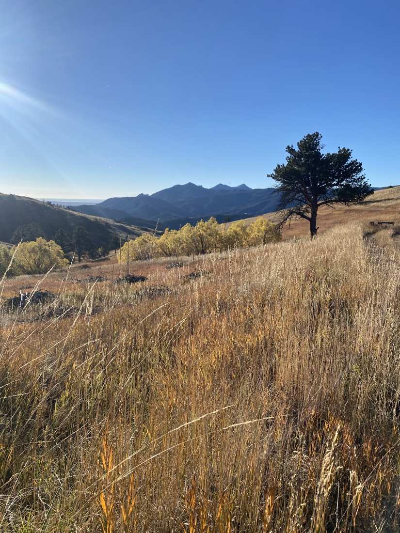 A lone ponderosa pine in a golden autumn meadow with sun flare and distant peaks