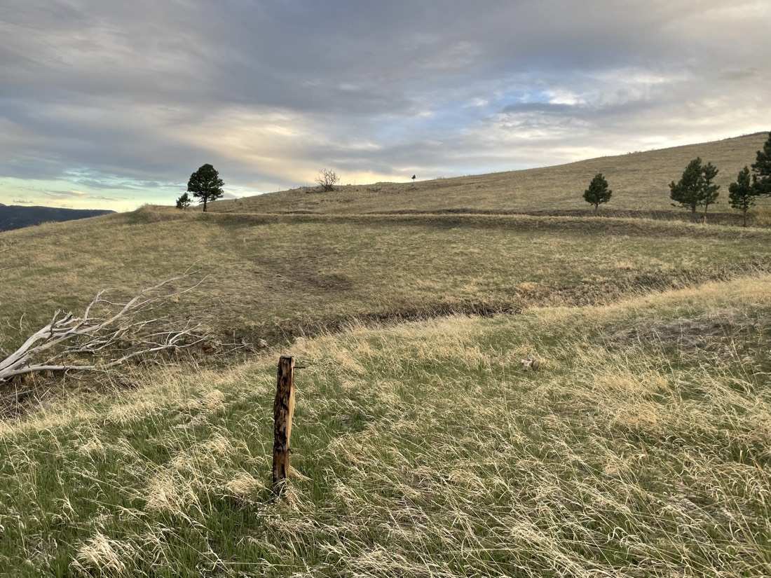 Dusk light over the rolling meadow hillside