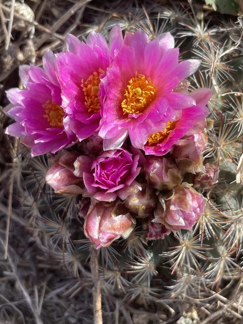 Magenta prickly pear cactus blooms with orange stamens