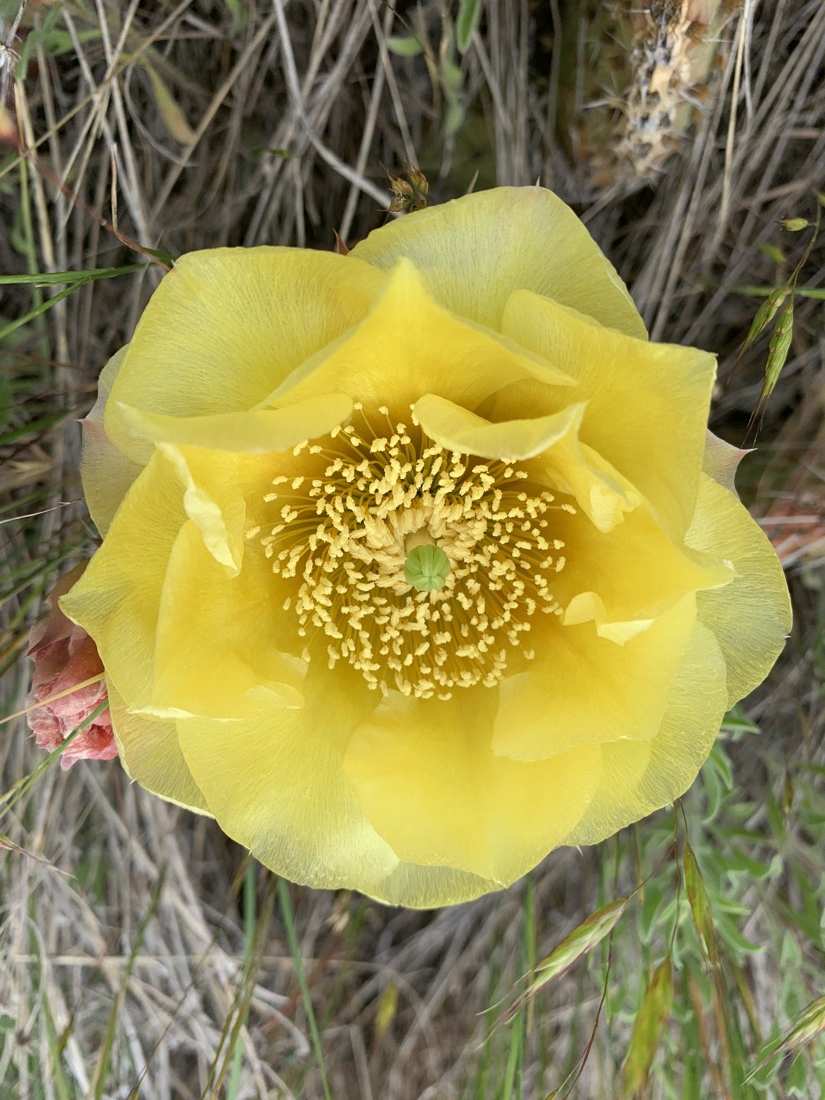 A luminous yellow prickly pear cactus bloom