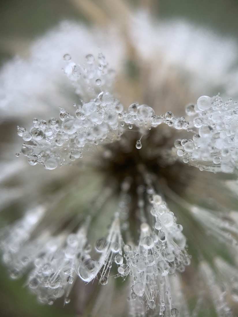 Dew droplets beaded on a dandelion seed head
