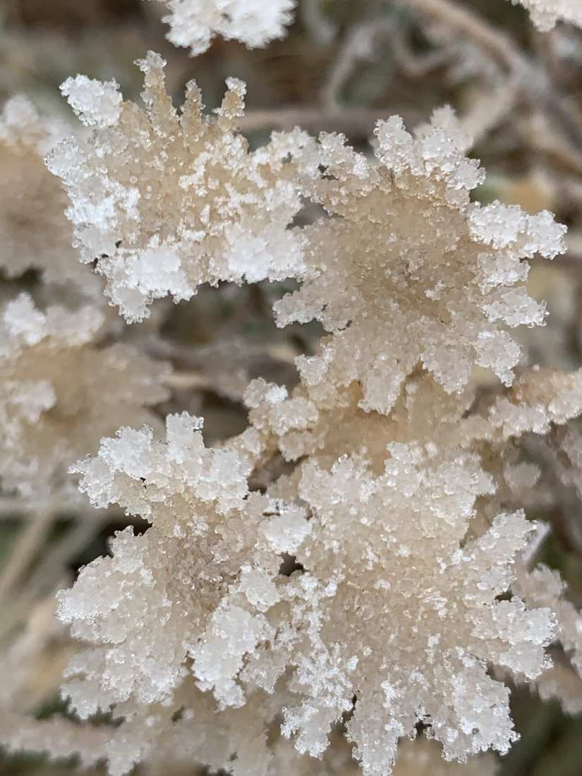Hoarfrost crystals grown thick on dried seed heads