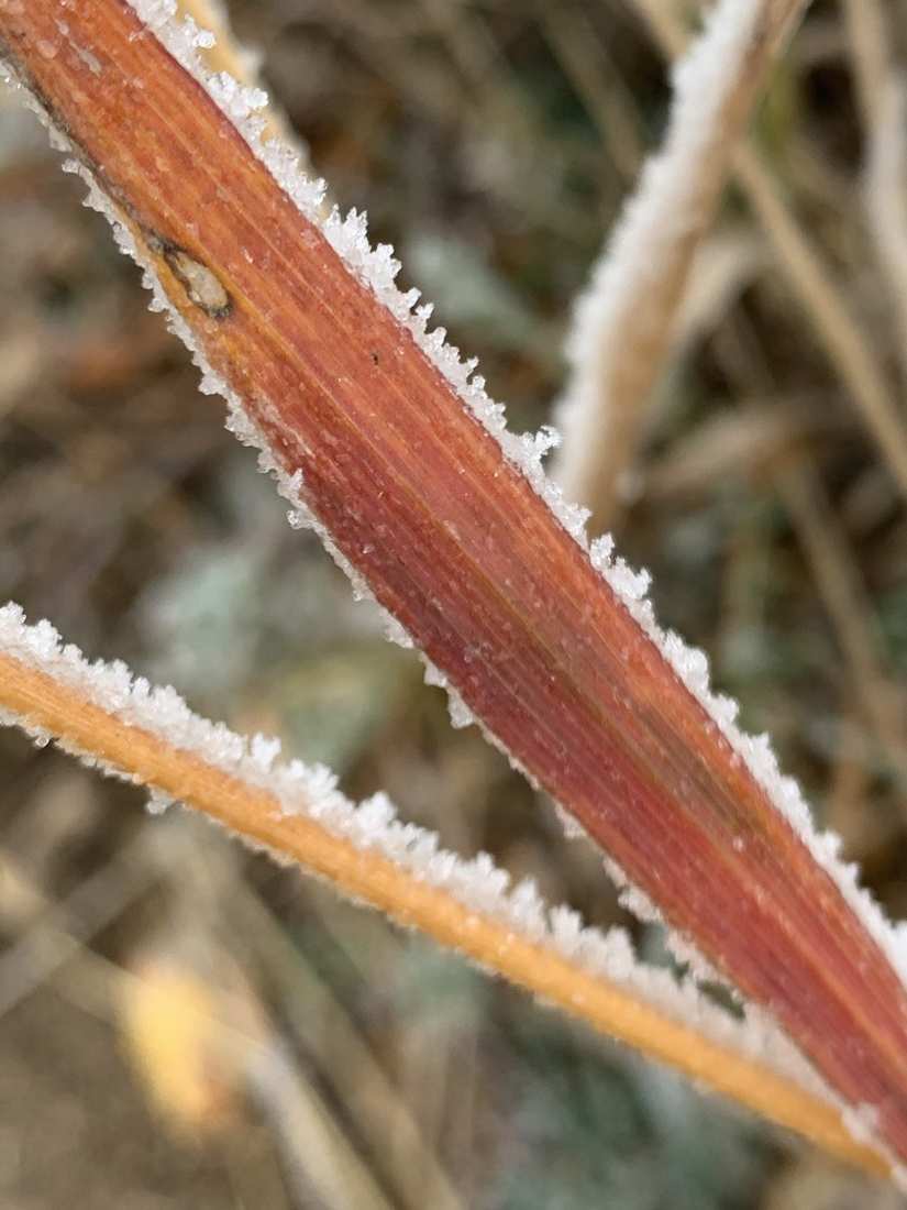 Frost rimming a red-orange grass blade