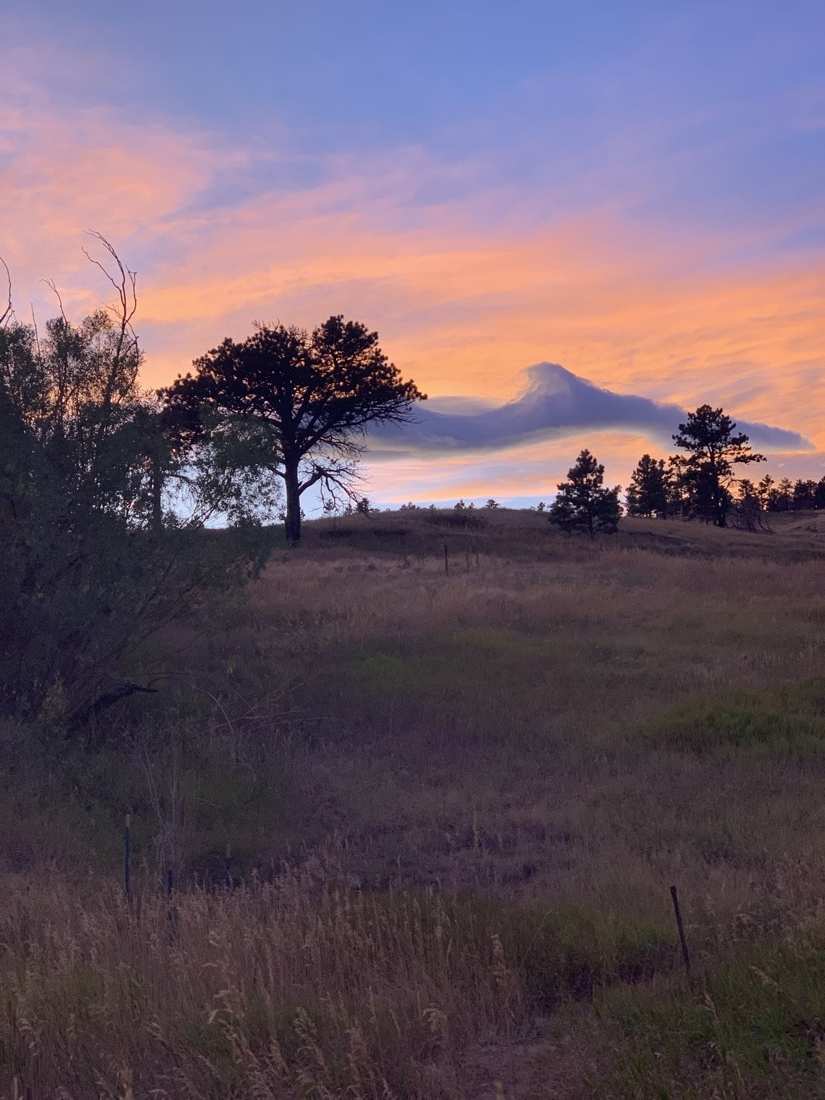 Sunset over the meadow with silhouetted pines