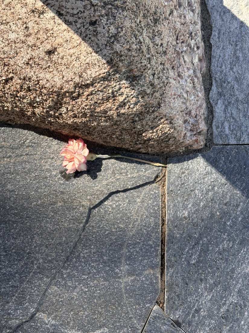 A single pink carnation resting between a granite boulder and the flagstone