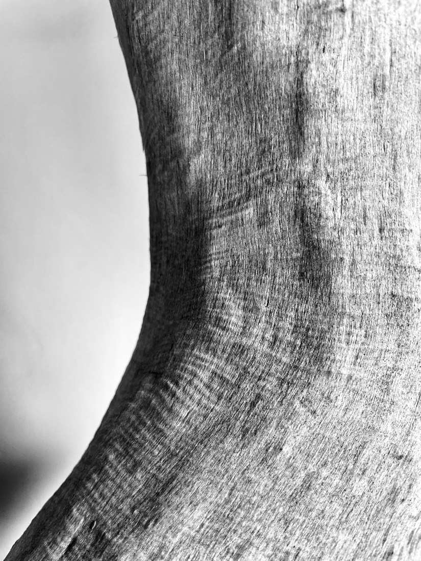 Sculptural close-up of curved natural timber post grain in black and white